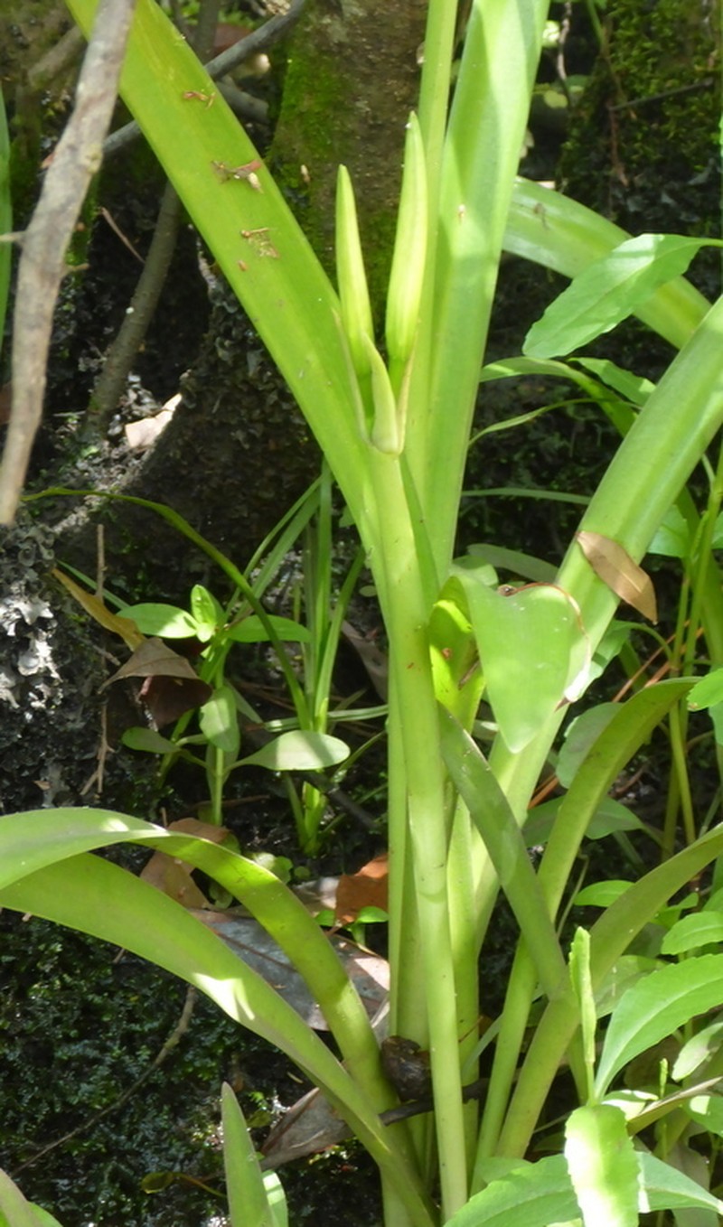 Franklin Spiderlily photo 6