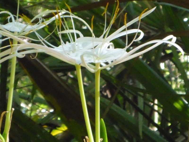 Franklin Spiderlily photo 7