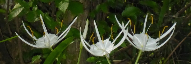 Franklin Spiderlily photo 8