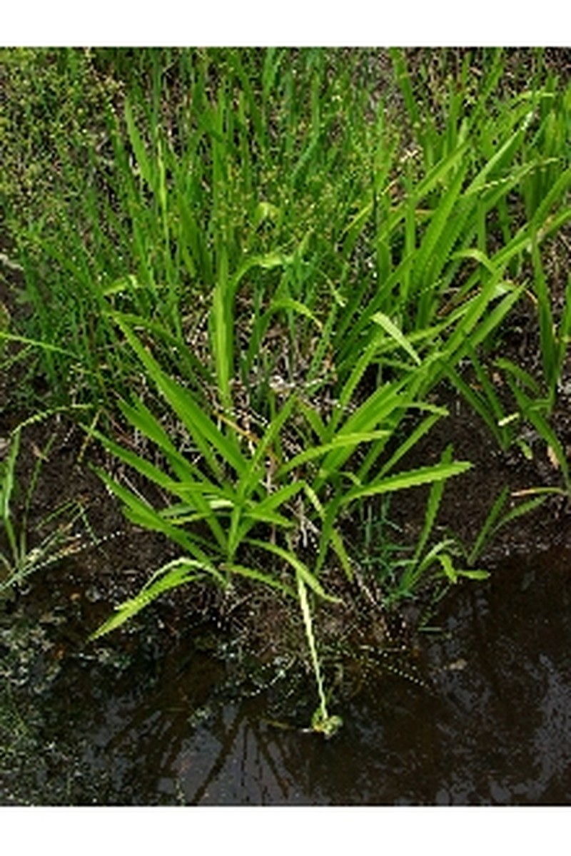 Gholson's Spider-Lily
