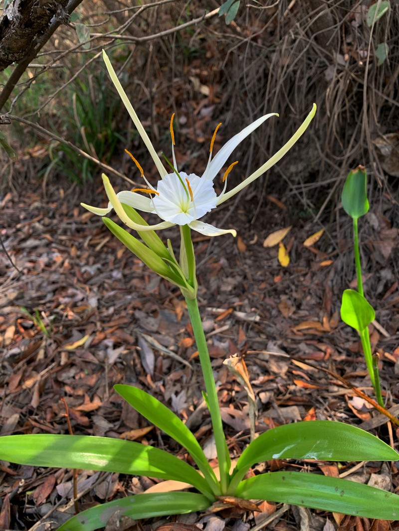 Gholson's Spider-Lily