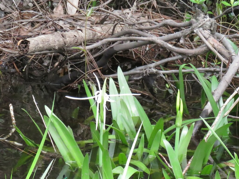 Gholson's Spider-Lily photo 2