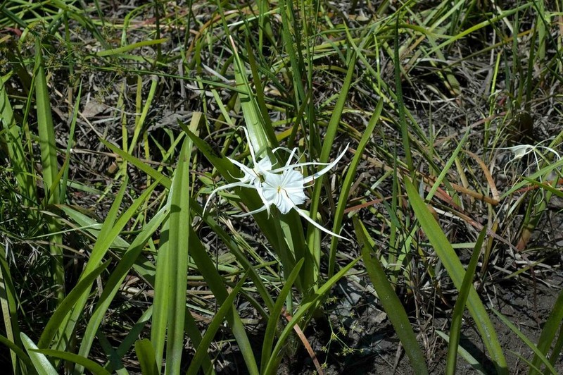 Gholson's Spider-Lily photo 3