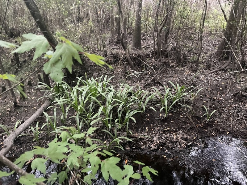 Gholson's Spider-Lily photo 4