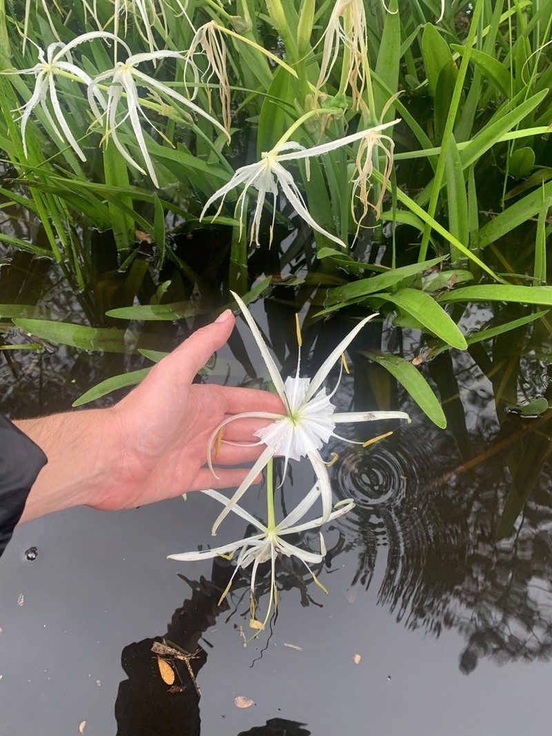 Gholson's Spider-Lily photo 5