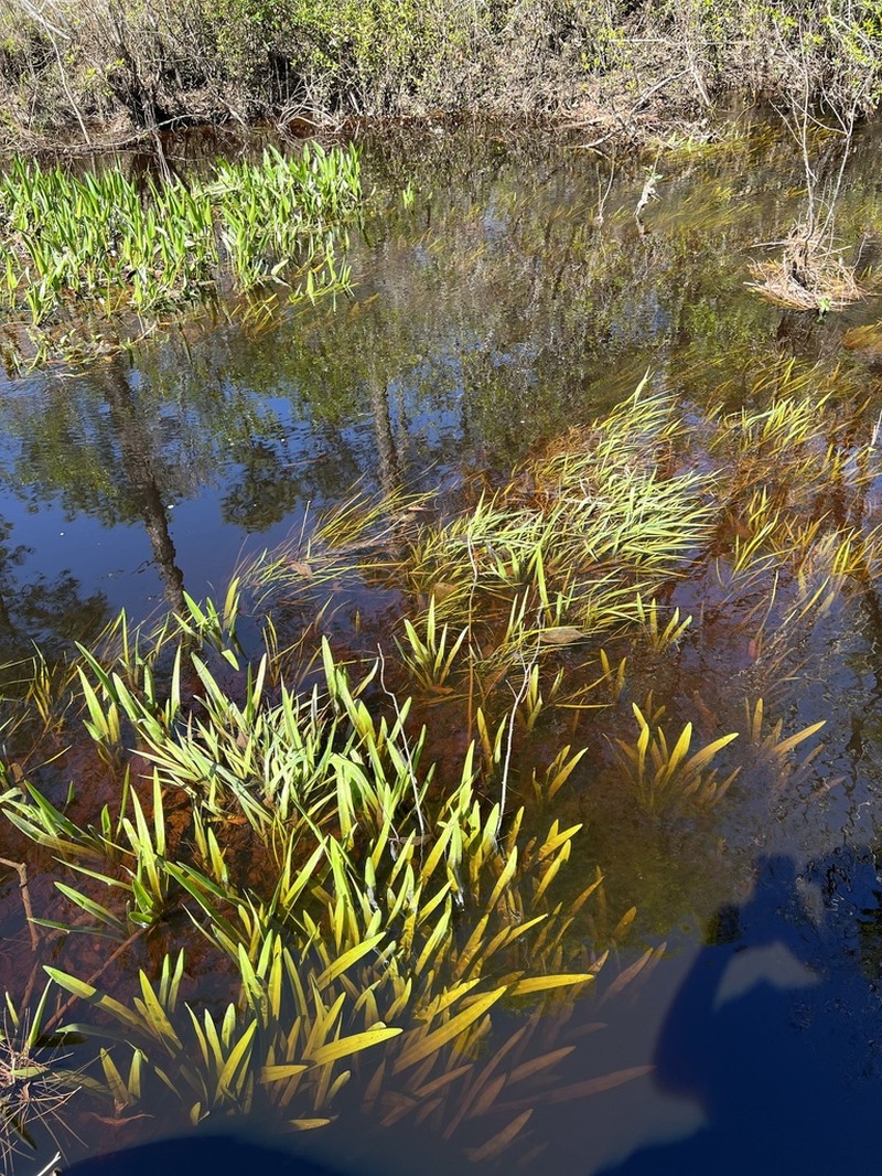Gholson's Spider-Lily photo 6