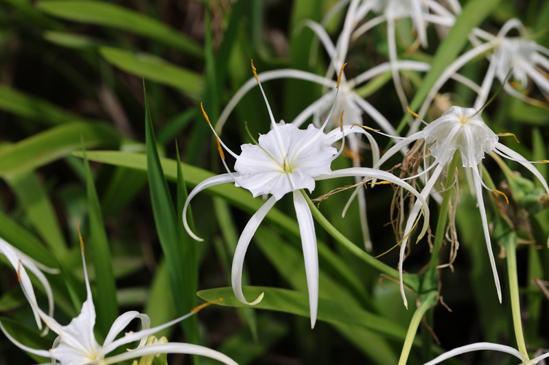 Gholson's Spider-Lily photo 7
