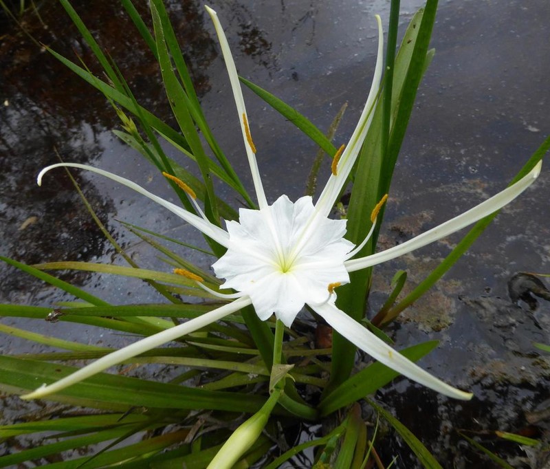 Gholson's Spider-Lily photo 8