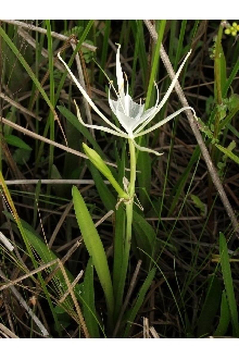 Godfrey's Spiderlily