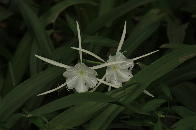 Godfrey's Spiderlily
