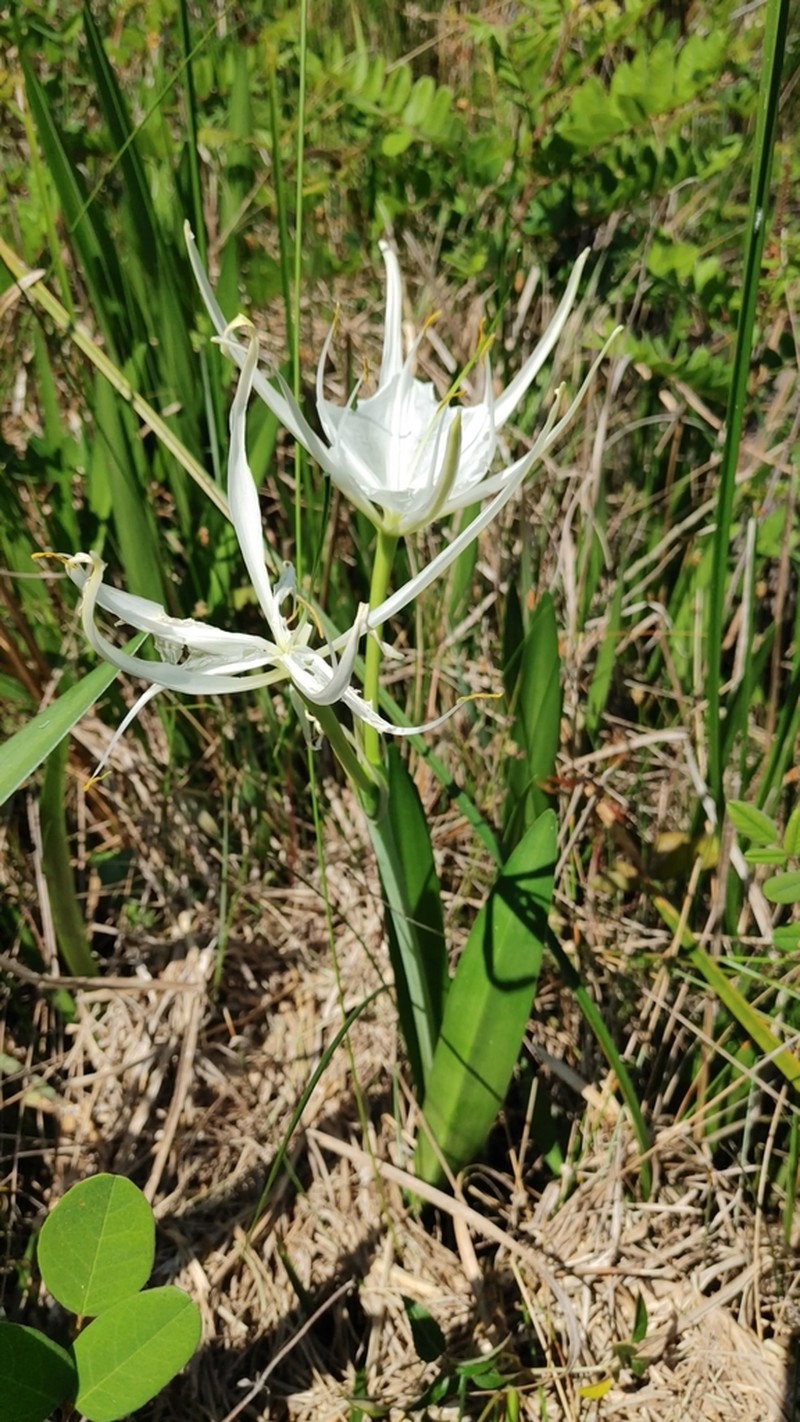 Godfrey's Spiderlily photo 2