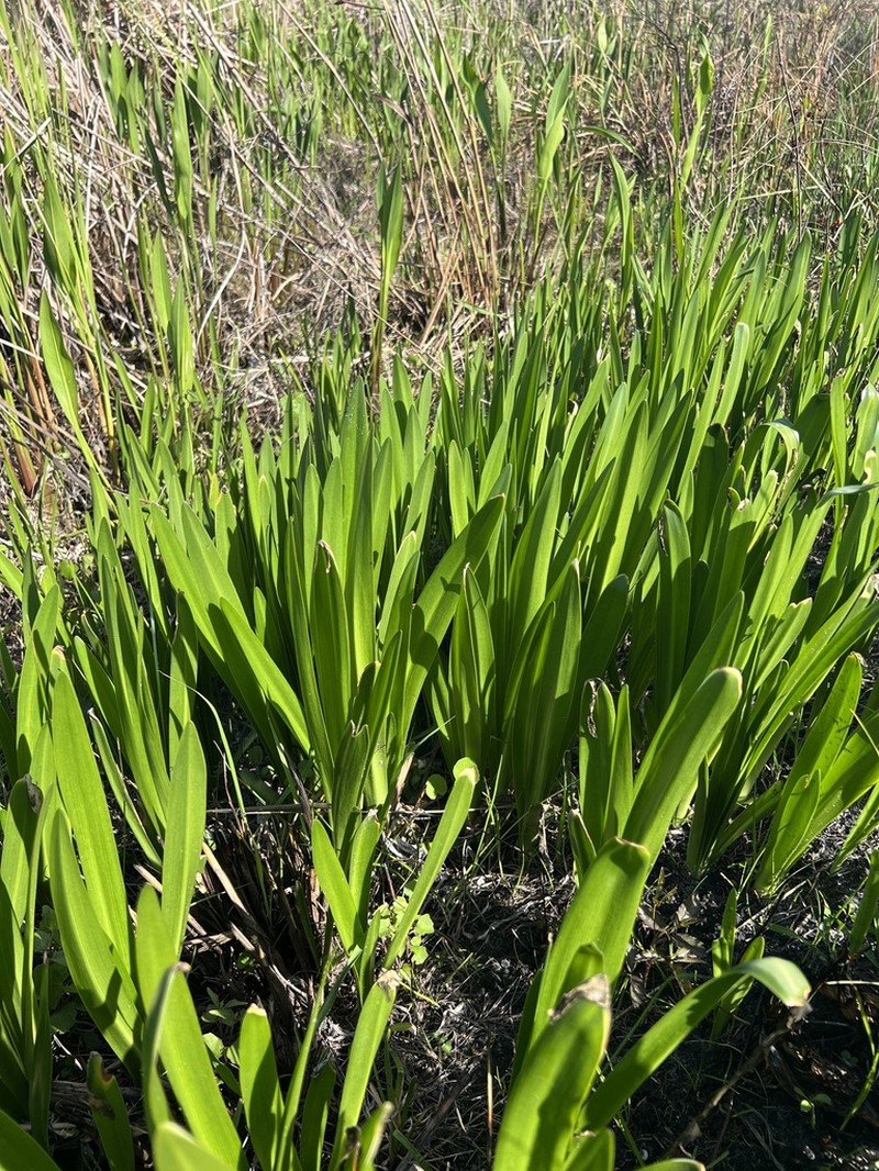 Godfrey's Spiderlily photo 3