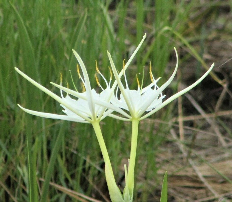 Godfrey's Spiderlily photo 4