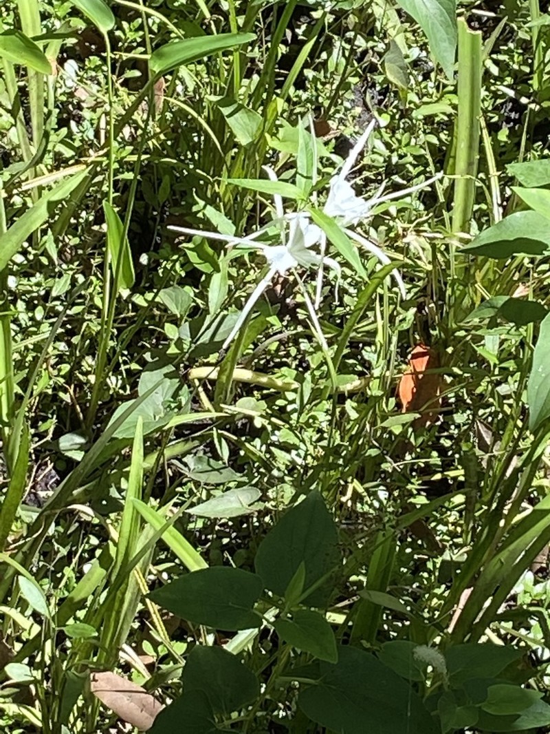 Godfrey's Spiderlily photo 5