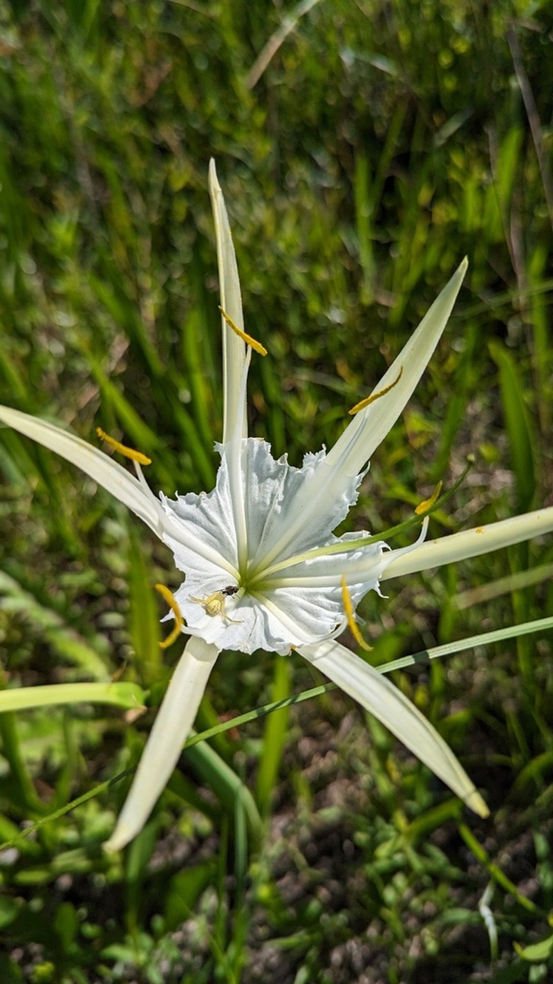 Godfrey's Spiderlily photo 6