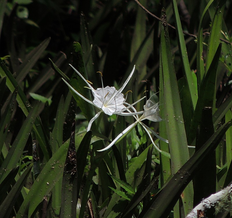 Godfrey's Spiderlily photo 7