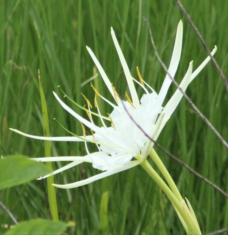 Godfrey's Spiderlily photo 8