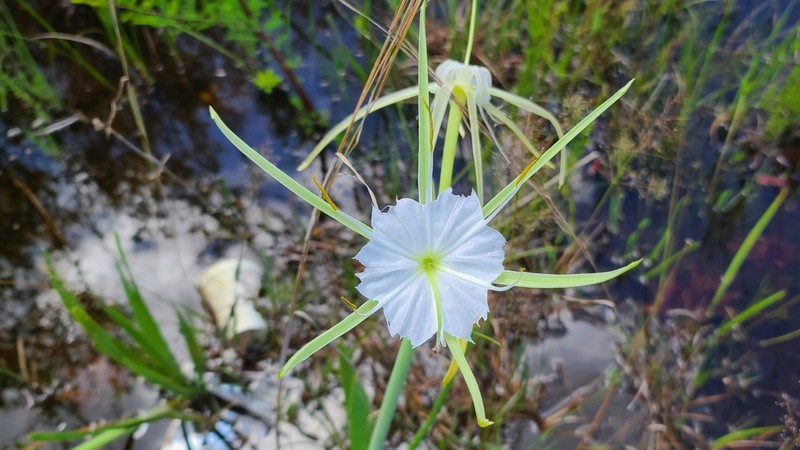 Henry's Spiderlily photo 2
