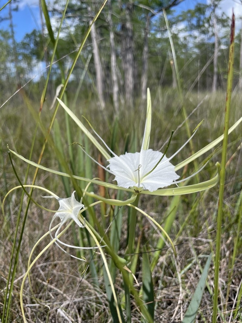 Henry's Spiderlily photo 3