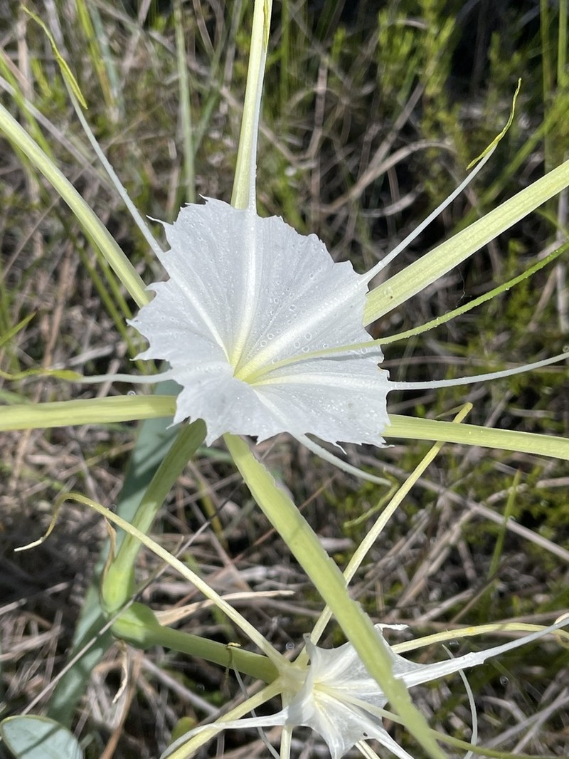 Henry's Spiderlily photo 5