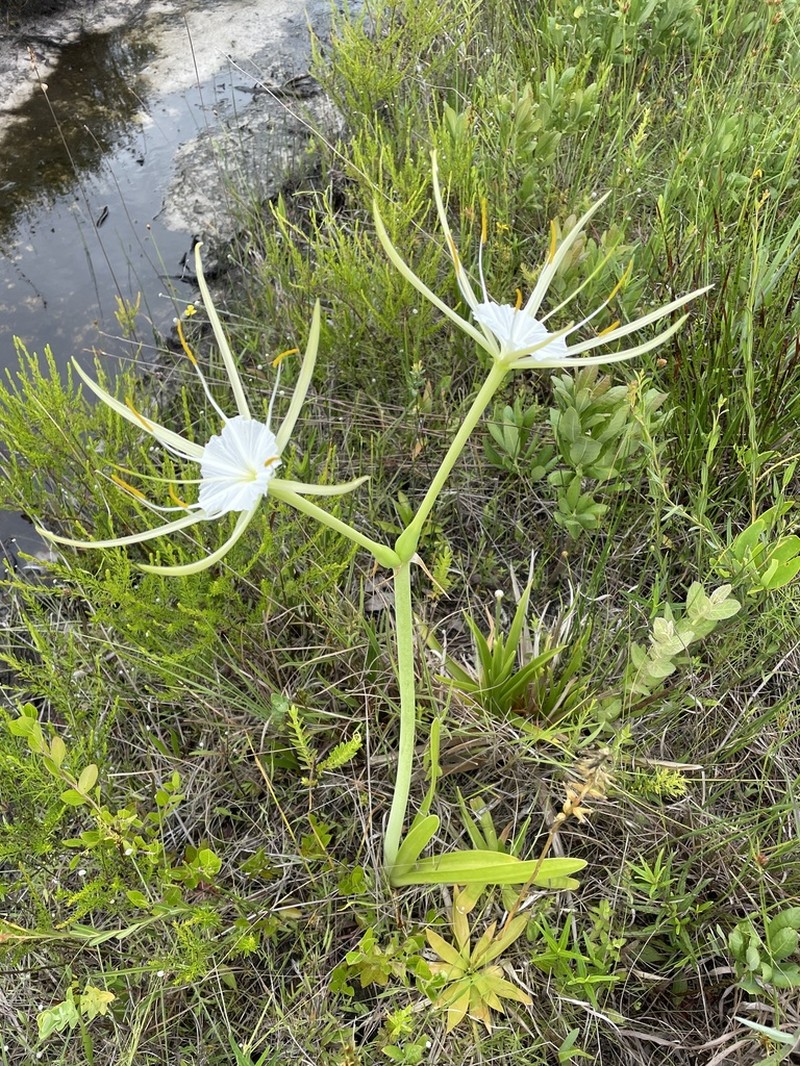 Henry's Spiderlily photo 7