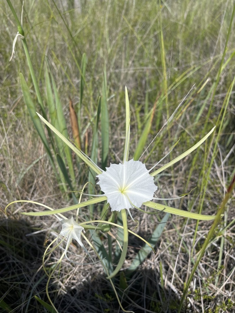 Henry's Spiderlily photo 8