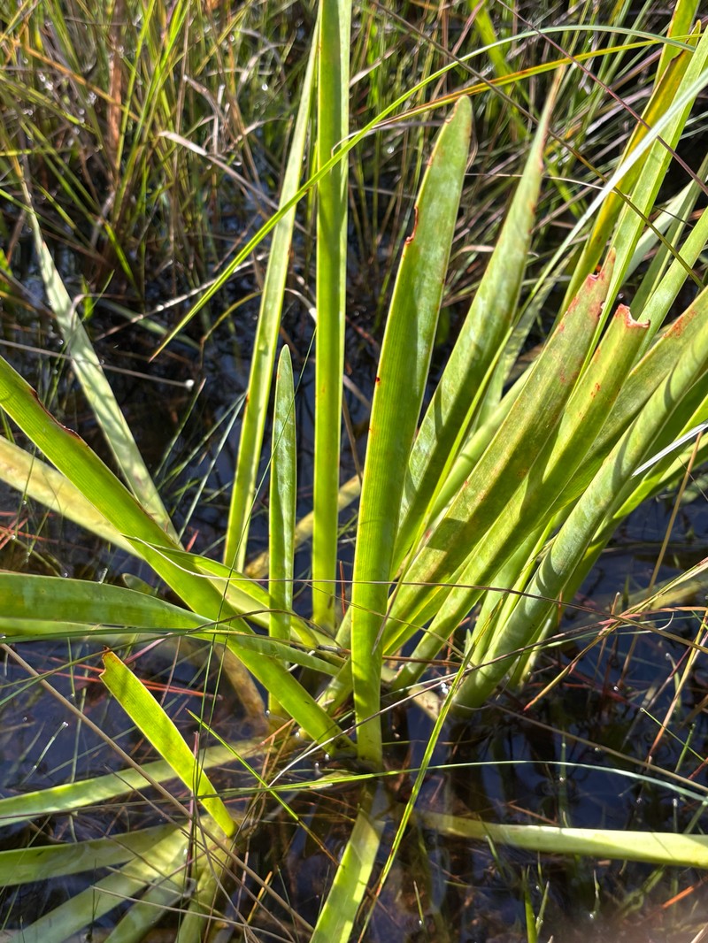 Hymenocallis henryae var. glaucifolia