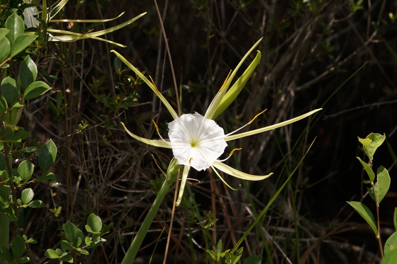 Hymenocallis henryae var. glaucifolia photo 2