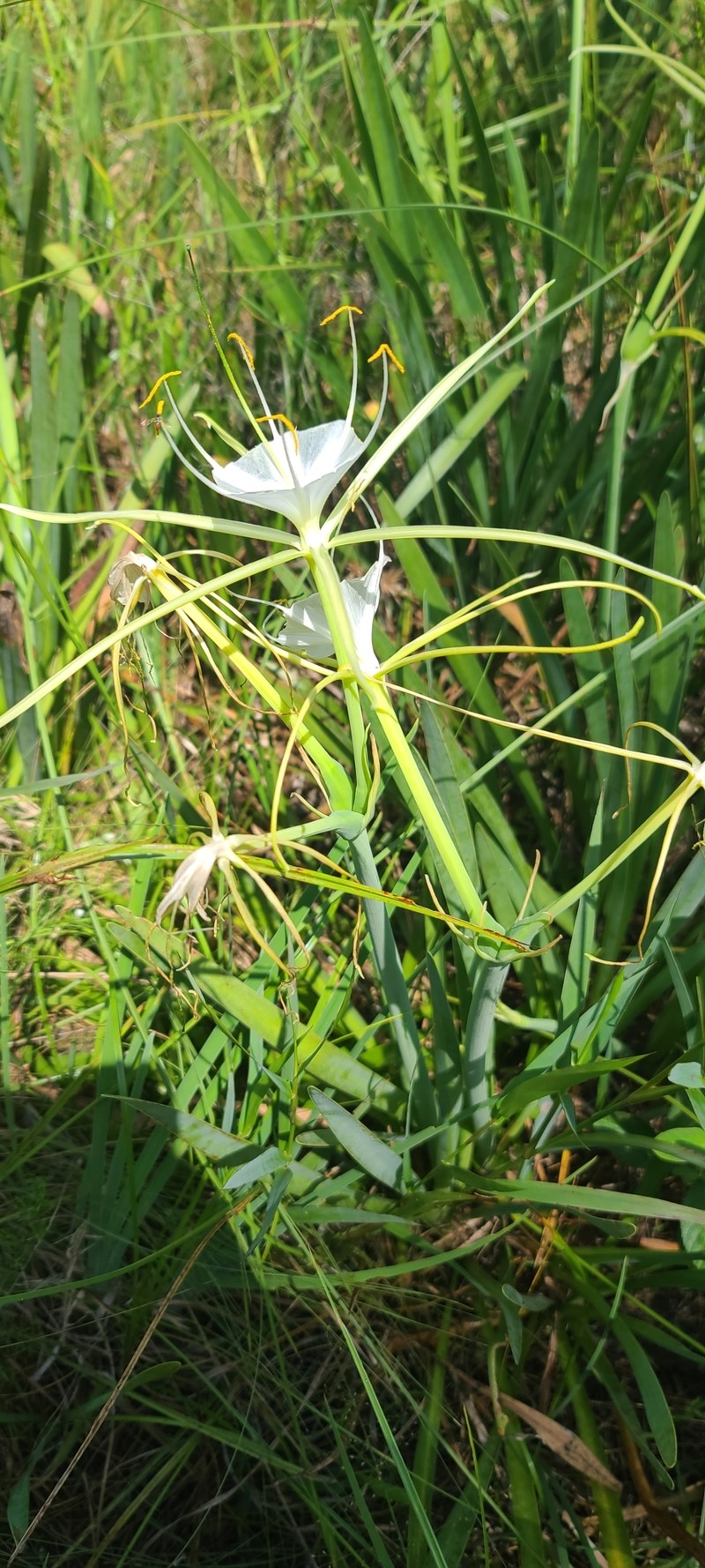 Hymenocallis henryae var. glaucifolia photo 3
