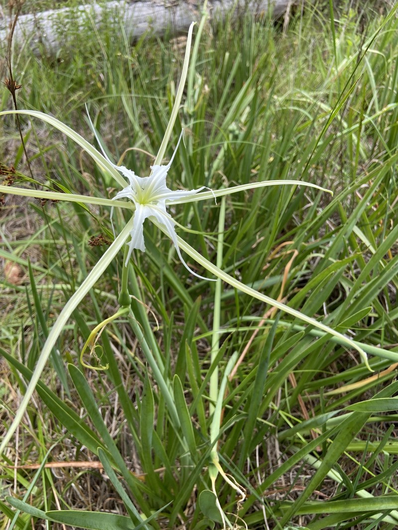 Hymenocallis henryae var. glaucifolia photo 4