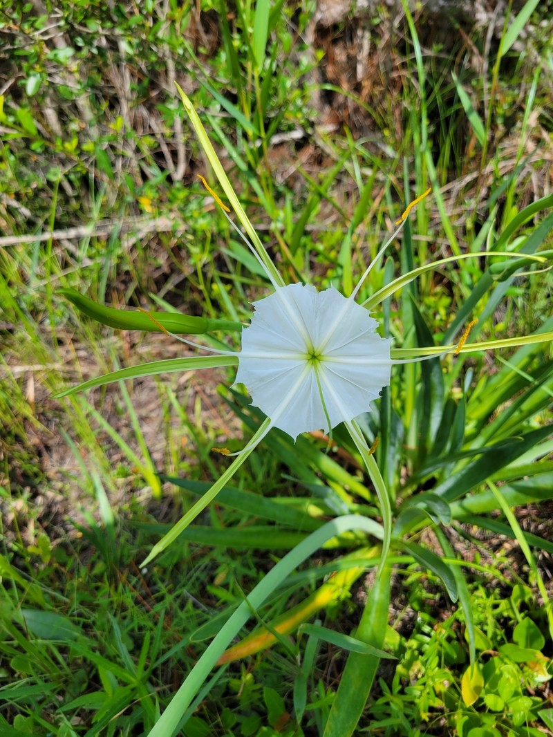 Hymenocallis henryae var. glaucifolia photo 5