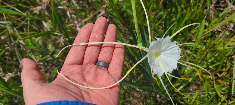Hymenocallis henryae var. glaucifolia photo 6