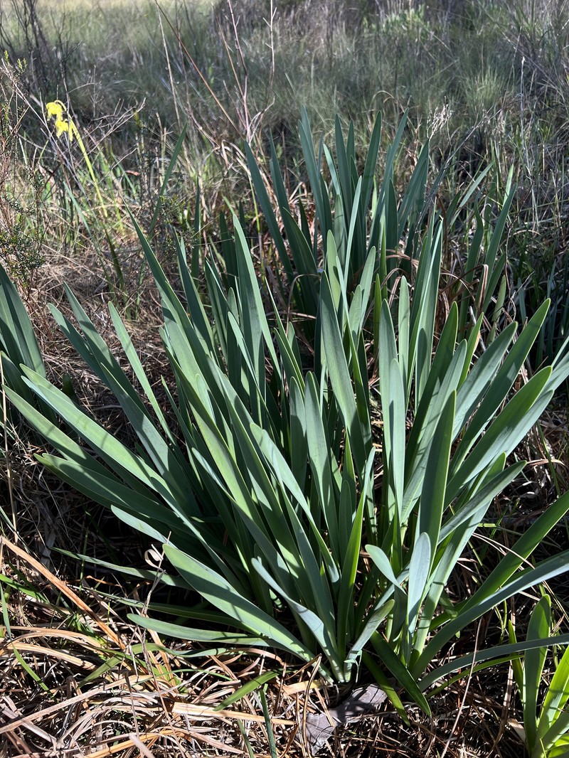Hymenocallis henryae var. glaucifolia photo 7