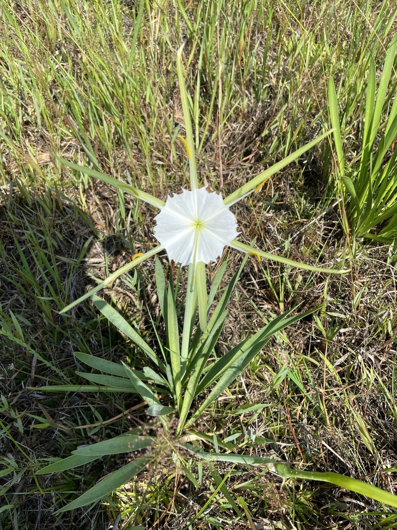 Hymenocallis henryae var. glaucifolia photo 8