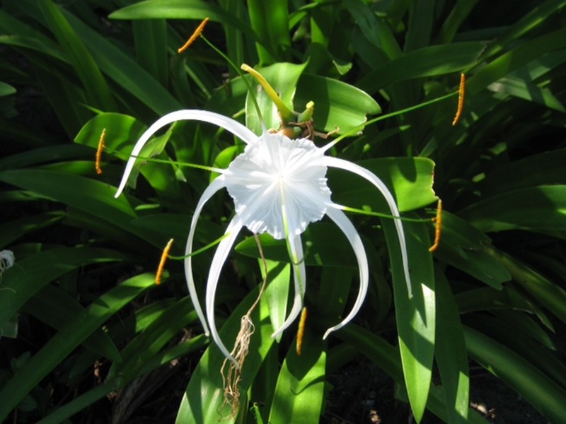 Perfumed Spiderlily photo 2
