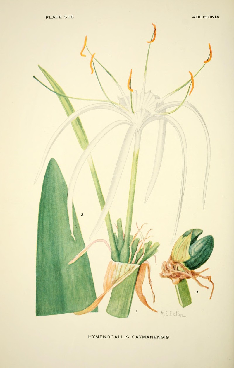 Perfumed Spiderlily photo 3