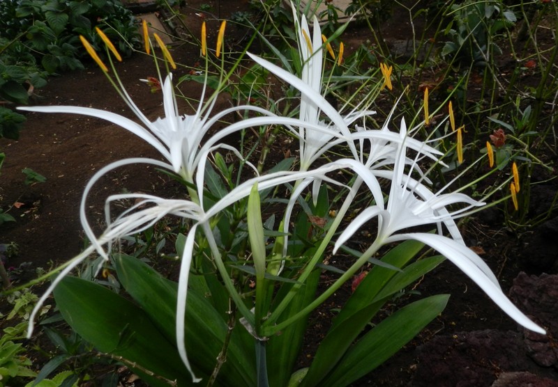 Perfumed Spiderlily photo 4