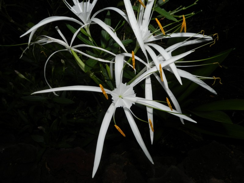Perfumed Spiderlily photo 5