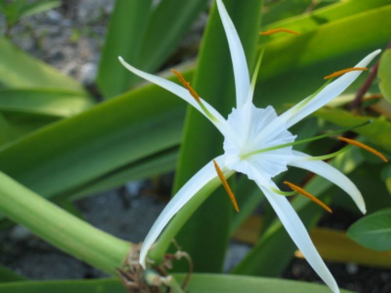 Perfumed Spiderlily photo 6