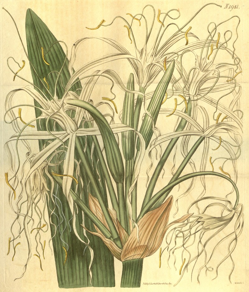 Perfumed Spiderlily