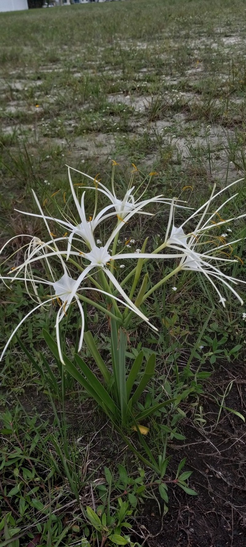 Perfumed Spiderlily