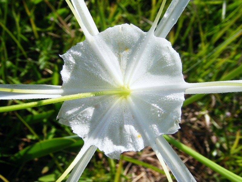 Perfumed Spiderlily photo 2