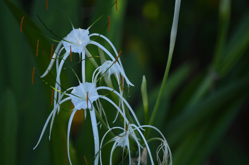 Perfumed Spiderlily photo 4