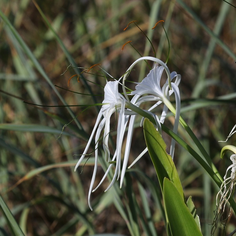 Perfumed Spiderlily photo 5