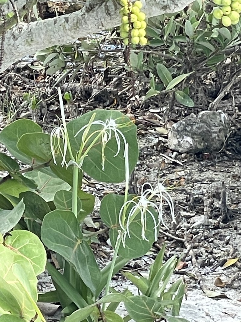 Perfumed Spiderlily photo 6