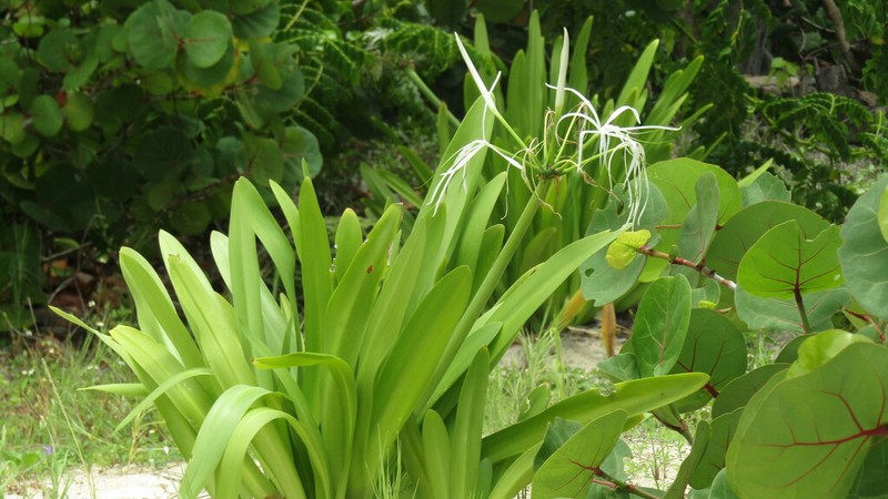 Perfumed Spiderlily photo 7