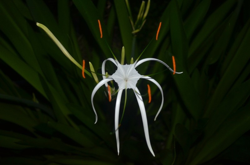 Perfumed Spiderlily photo 8