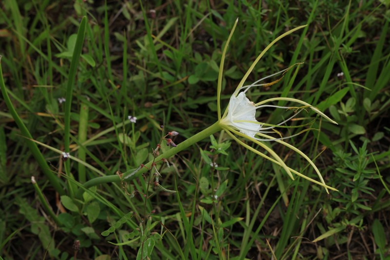Punta Gorda Spiderlily