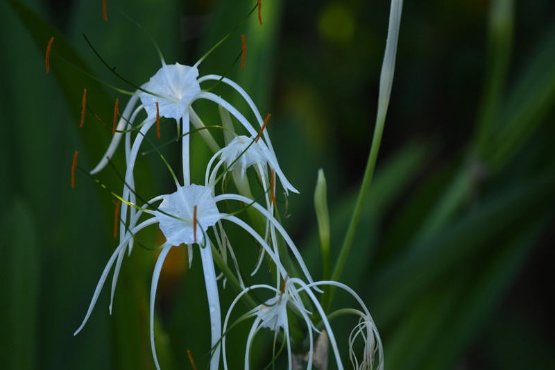 Punta Gorda Spiderlily photo 4