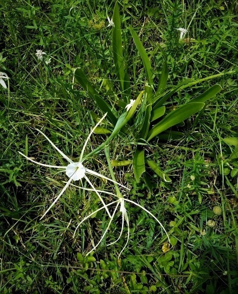Punta Gorda Spiderlily photo 5
